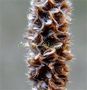  Mature inflorescence with dehiscing florets
